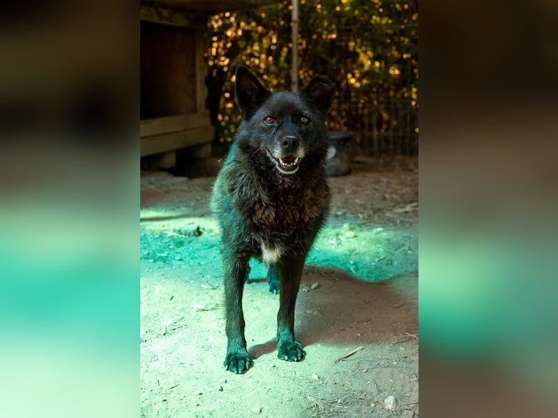 CARRIE - zauberhafte Hündin möchte so gern Vertrauen lernen