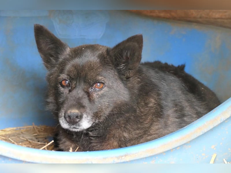 CARRIE - zauberhafte Hündin möchte so gern Vertrauen lernen