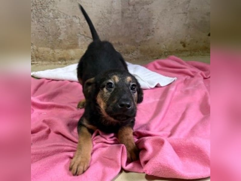 Wichtel, süßer Welpe