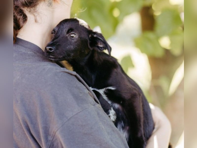bezaubernder, lieber kleiner Iago