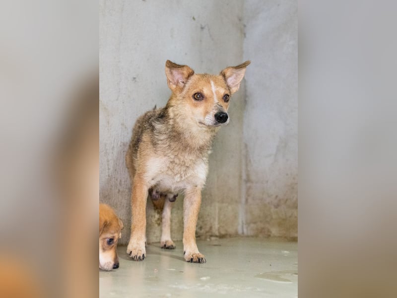 Ira - sanfte Maus sucht ihr Haus