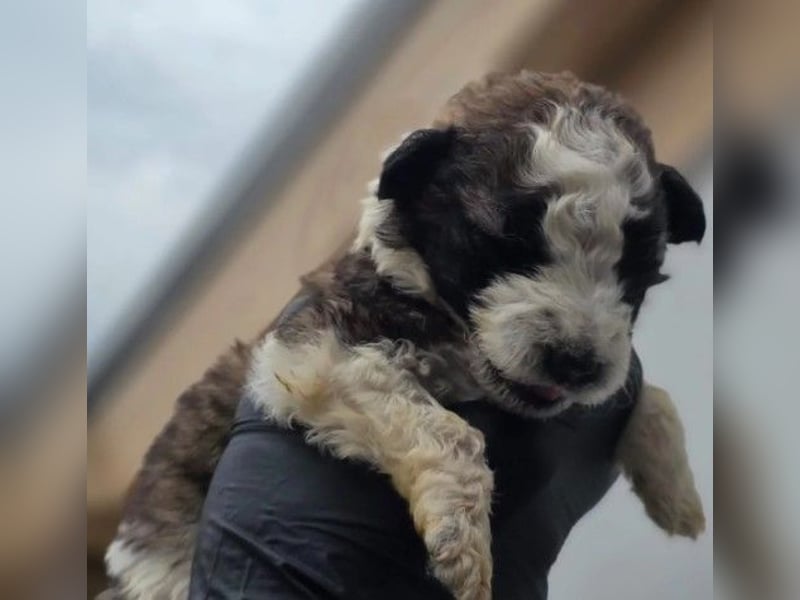 zuckersüße Dana sucht ihre Familie