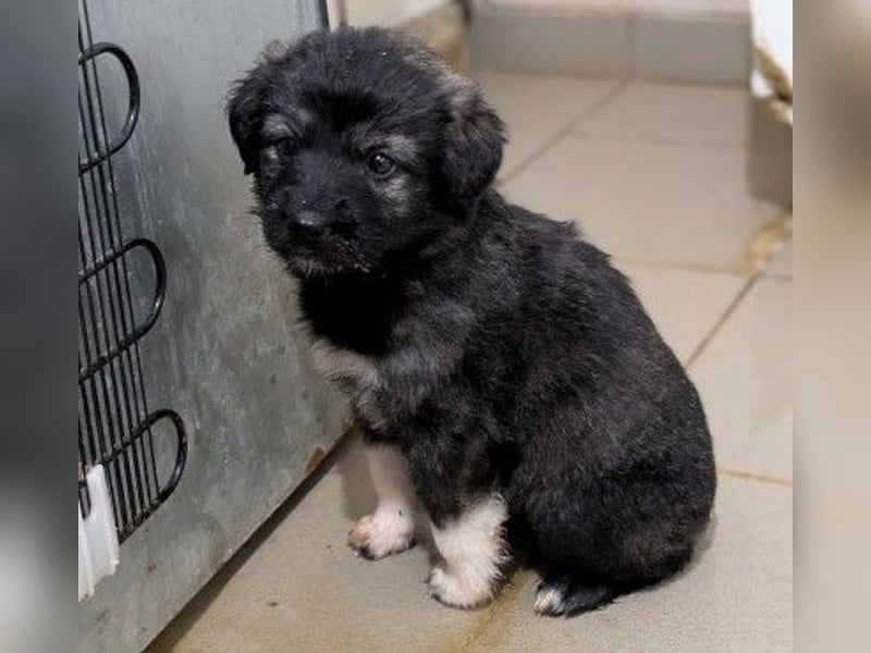 Hilda fröhlich verspielte Maus sucht ihre Menschen