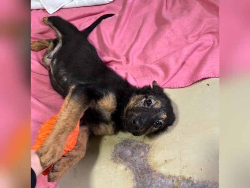 Wichtel, süßer Welpe