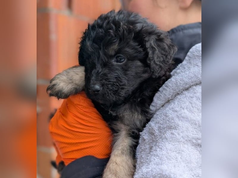 Bohne wartet auf ihre Herzensmenschen die ihr die Welt zeigen