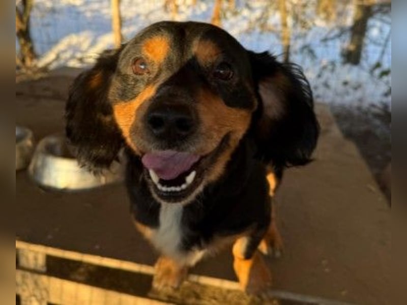 Howie kleiner Schmuser wartet auf ein liebevolles Zuhause
