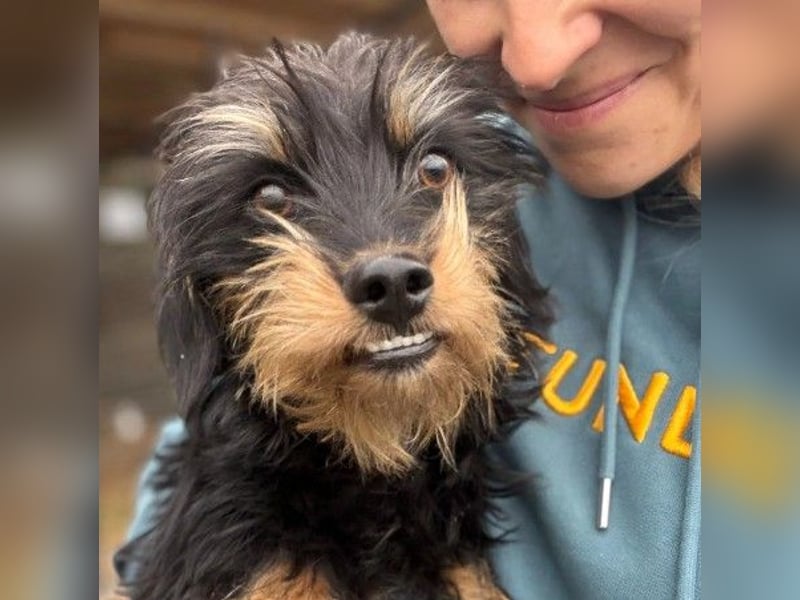 RAMI - aufgeschlossene, fröhliche Junghündin sucht ihre Menschen