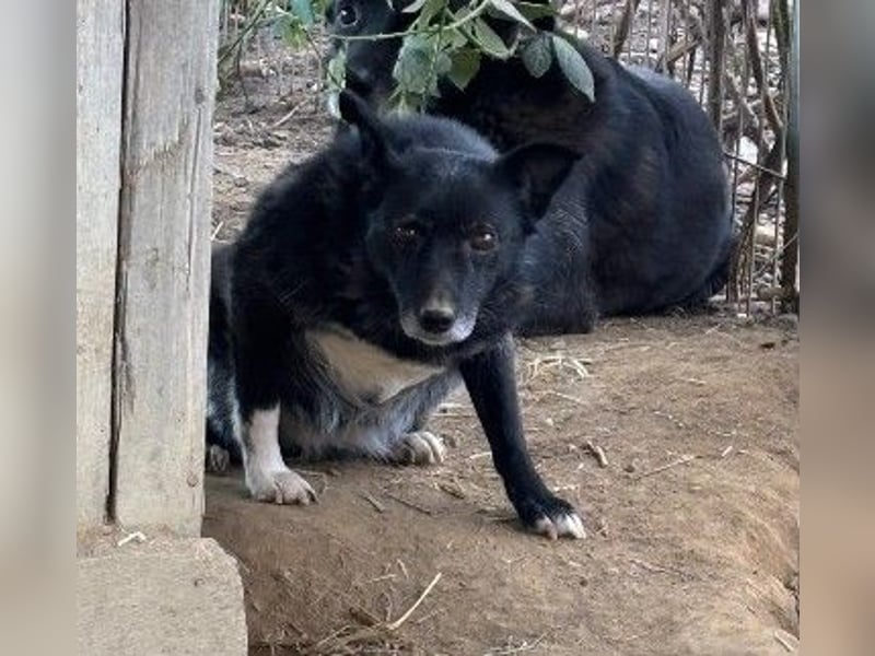 Ängstliche Lara sucht besonderes Zuhause