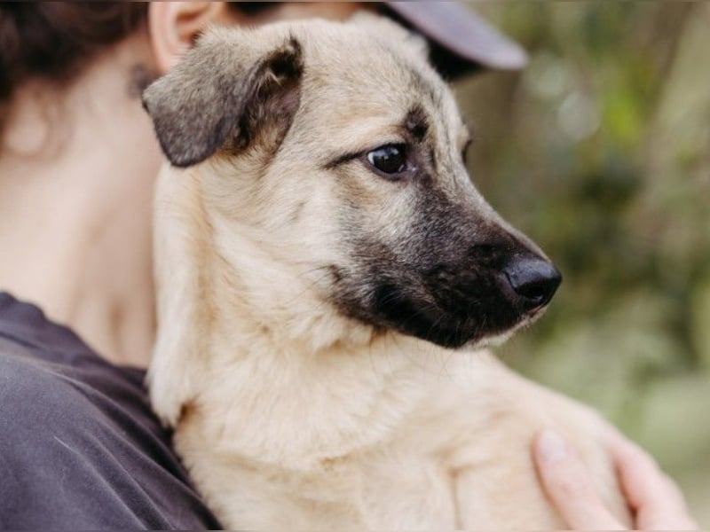 zauberhafter kleiner Urmel