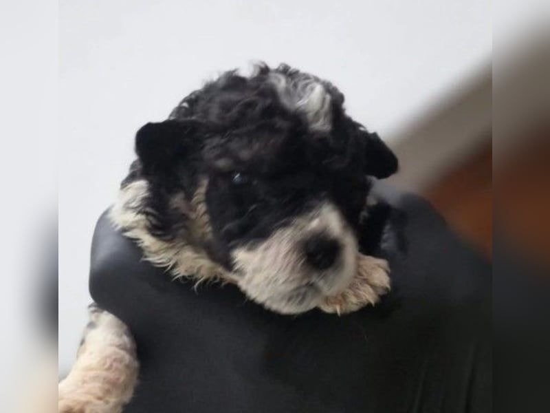 Daiki, zauberhafter Welpnjunge wartet auf seine Herzensfamilie