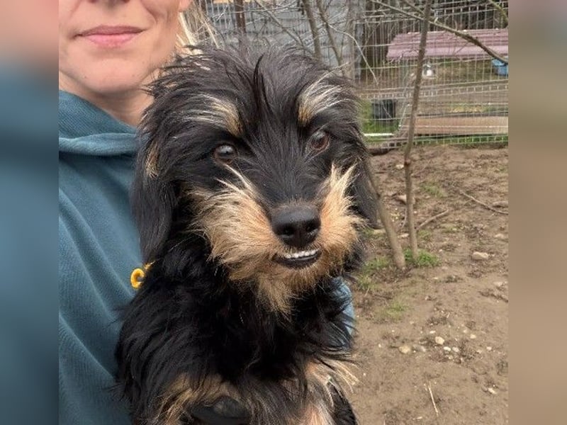 RAMI - aufgeschlossene, fröhliche Junghündin sucht ihre Menschen