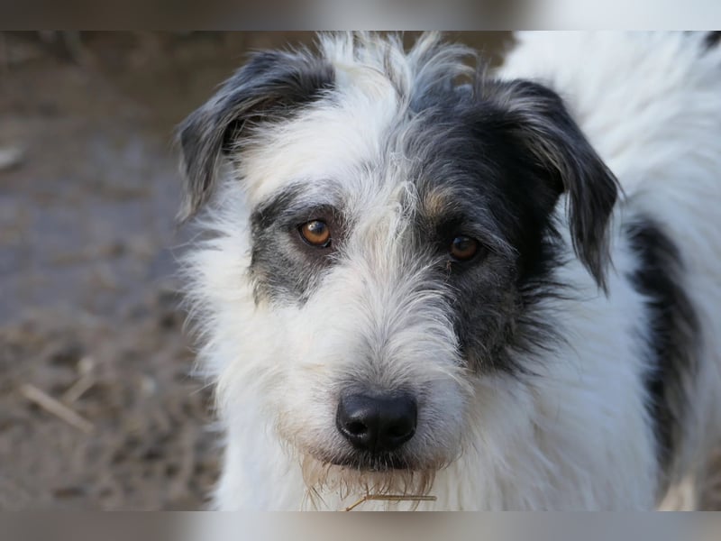 Nosy lieber Rüde wartet auf seine Herzensmenschen