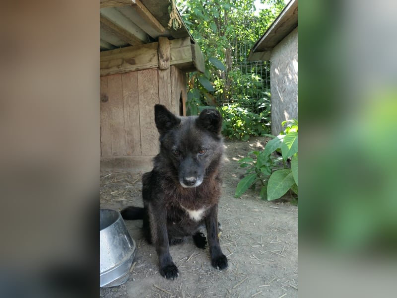 CARRIE - zauberhafte Hündin möchte so gern Vertrauen lernen