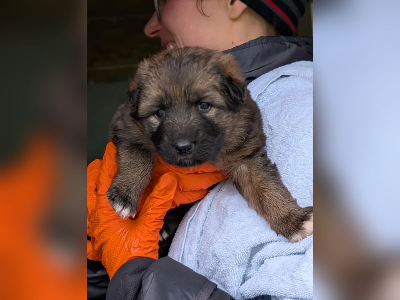 zauberhafte Dori sucht Ihre Menschen