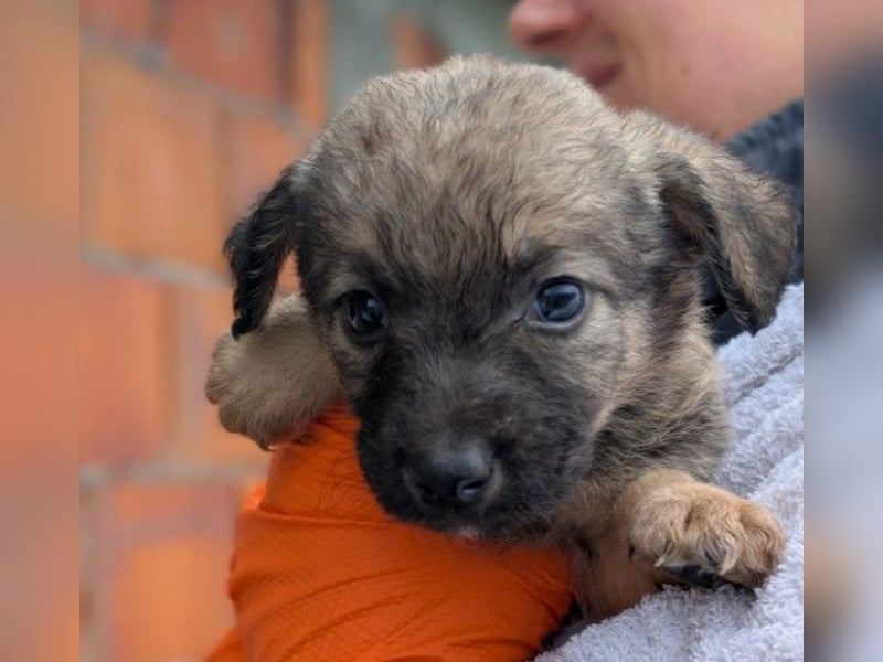 Welpe 27B braucht dringend einen Namen und ein liebevolles Zuhause