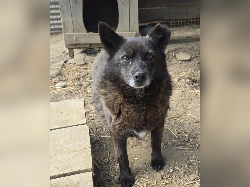 CARRIE - zauberhafte Hündin möchte so gern Vertrauen lernen