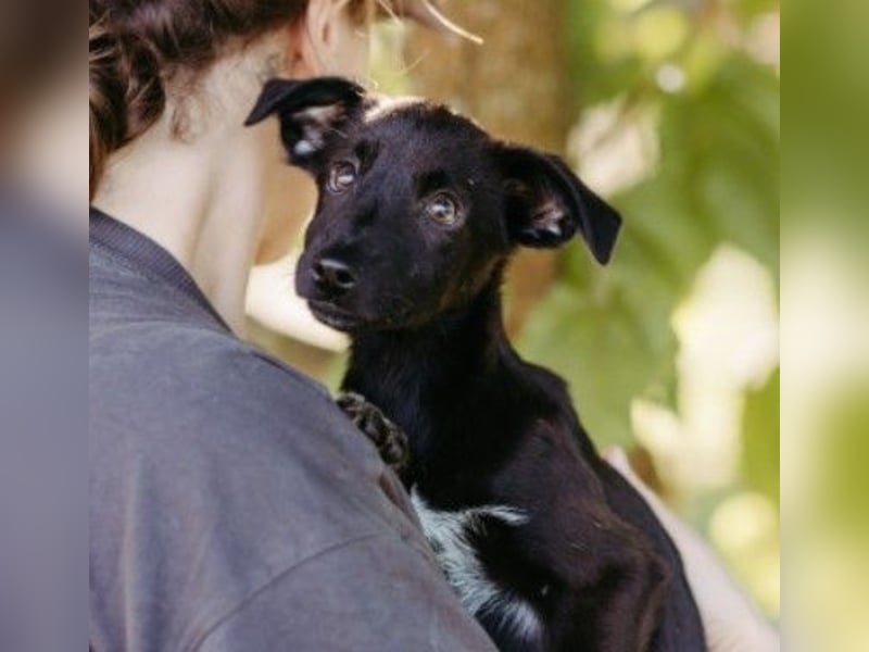 bezaubernder, lieber kleiner Iago