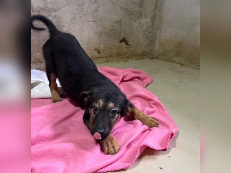 Wichtel, süßer Welpe