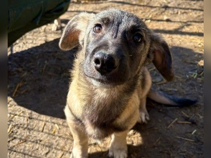 Unai süßer Junghund