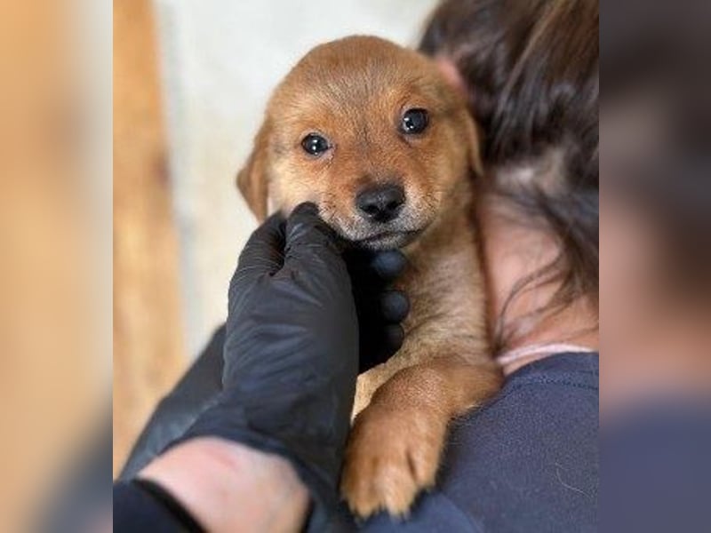 Welpe Iron sucht seine Menschen