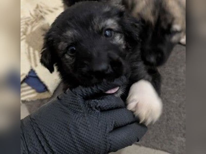 Hilda fröhlich verspielte Maus sucht ihre Menschen