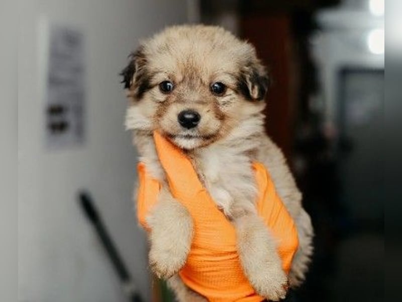 Josy - süßes Welpenmödchen