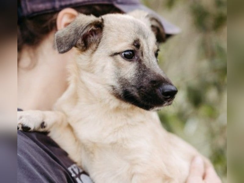 zauberhafter kleiner Urmel