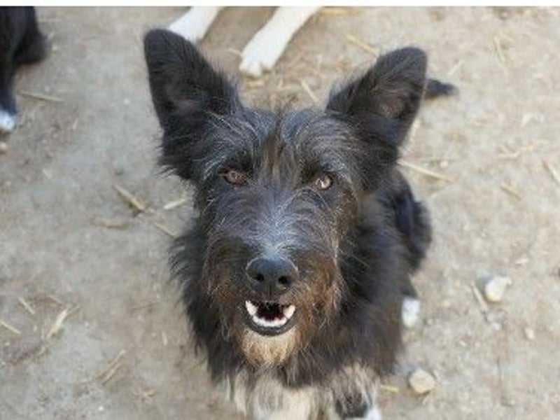 Verschmuste, freundliche Junghündin Susi sucht ihre Familie