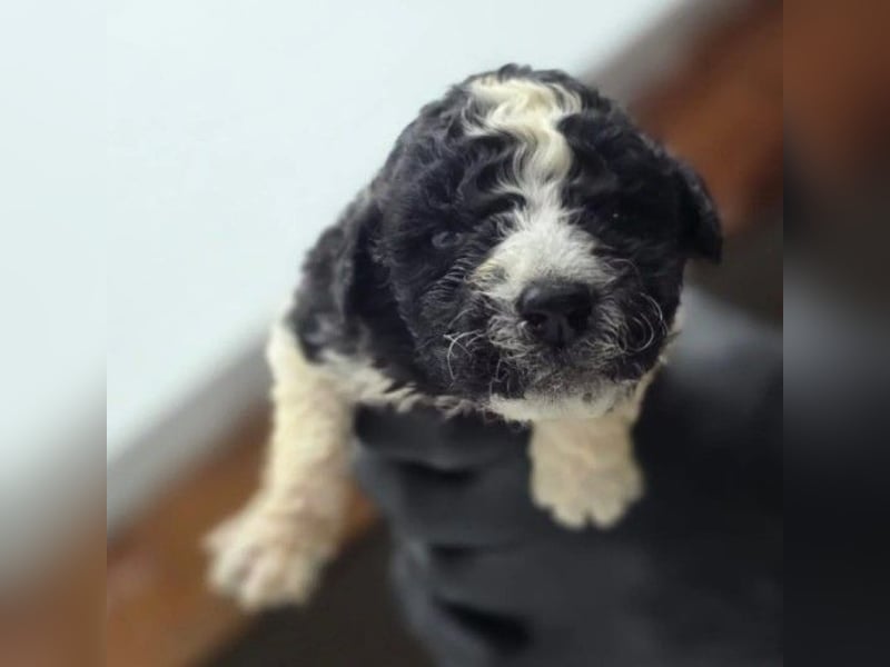 Dobby süßer Welpenjunge