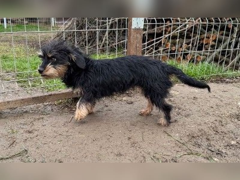 RAMI - aufgeschlossene, fröhliche Junghündin sucht ihre Menschen