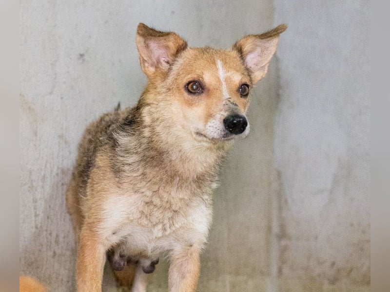 Ira - sanfte Maus sucht ihr Haus
