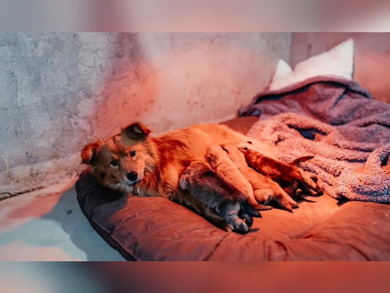 Welpe Iron sucht seine Menschen