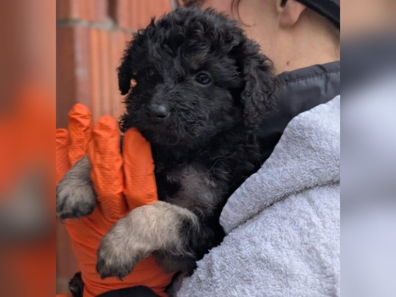 Bohne wartet auf ihre Herzensmenschen die ihr die Welt zeigen