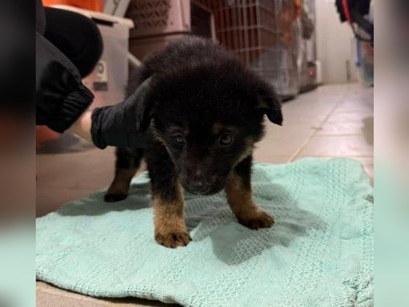 Wichtel, süßer Welpe