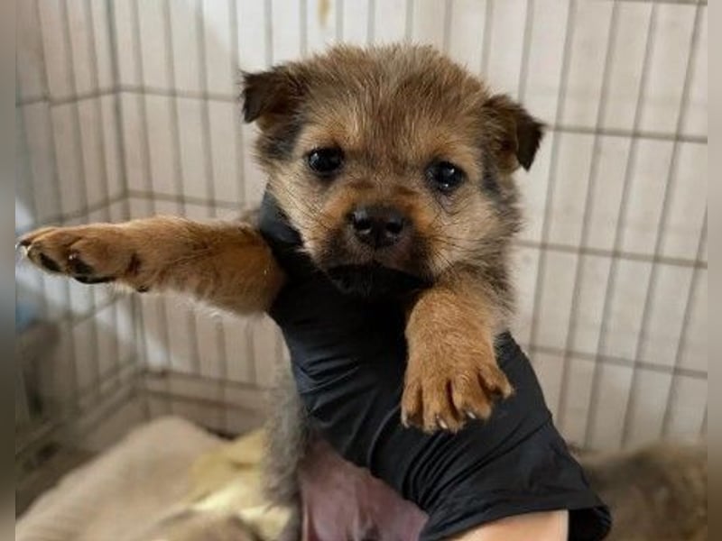 süßer, kleiner Welpe Jason