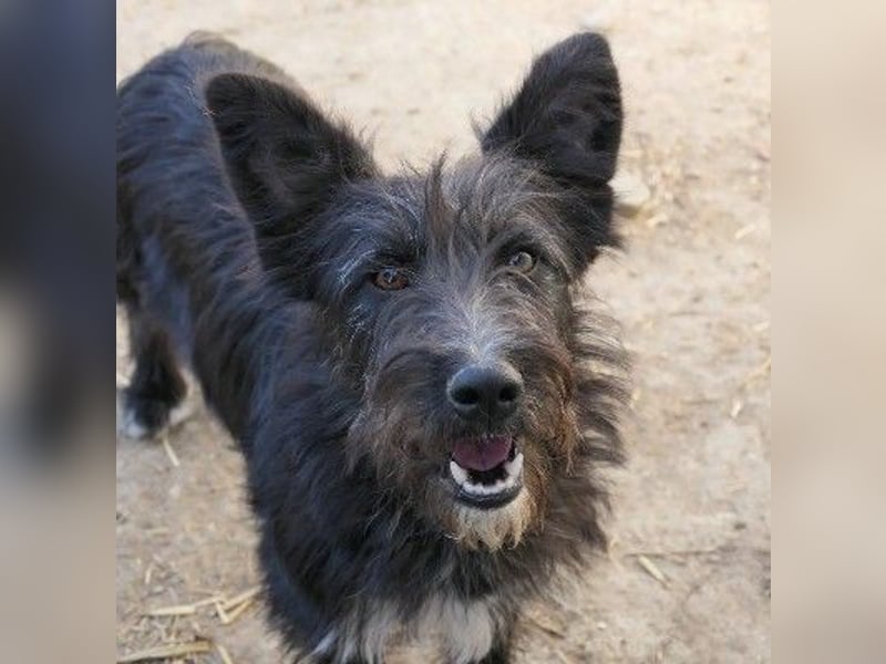 Verschmuste, freundliche Junghündin Susi sucht ihre Familie