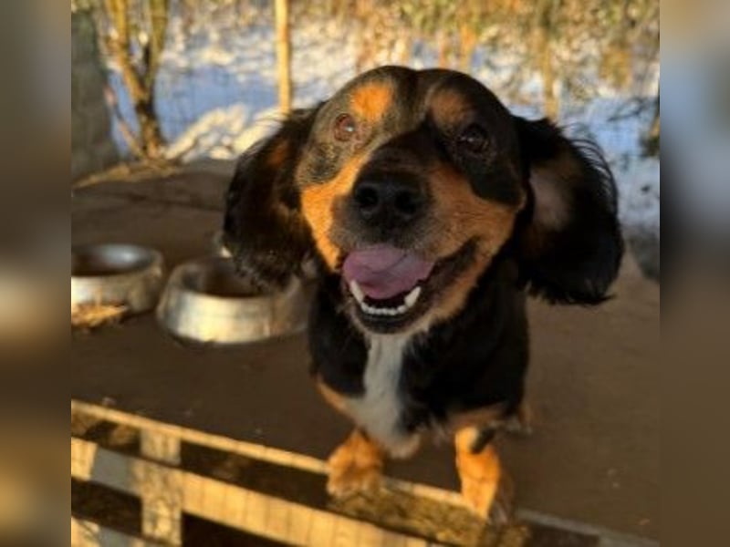 Howie kleiner Schmuser wartet auf ein liebevolles Zuhause