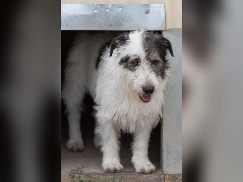 Nosy lieber Rüde wartet auf seine Herzensmenschen