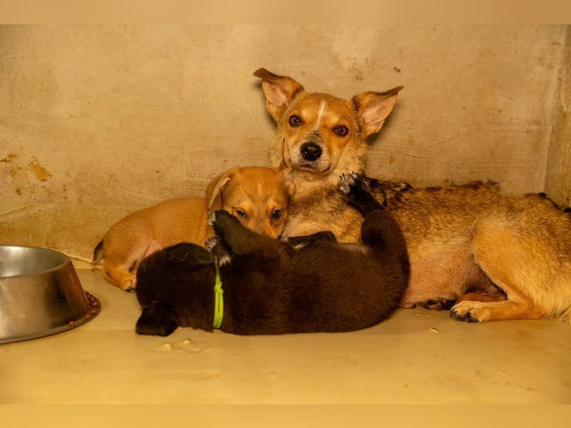 Ira - sanfte Maus sucht ihr Haus