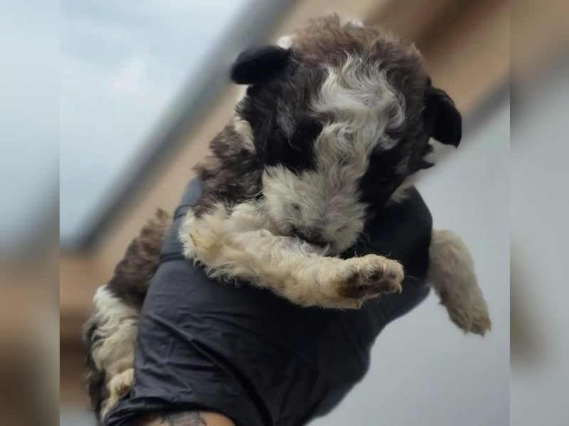 zuckersüße Dana sucht ihre Familie