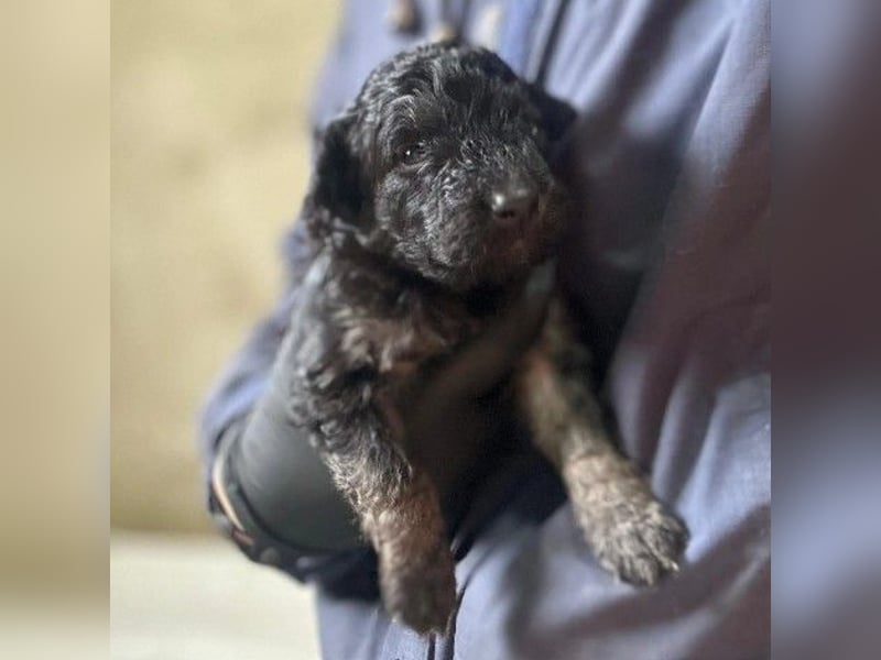 Bohne wartet auf ihre Herzensmenschen die ihr die Welt zeigen