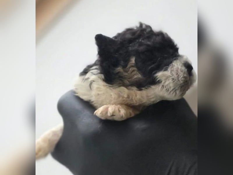 Daiki, zauberhafter Welpnjunge wartet auf seine Herzensfamilie