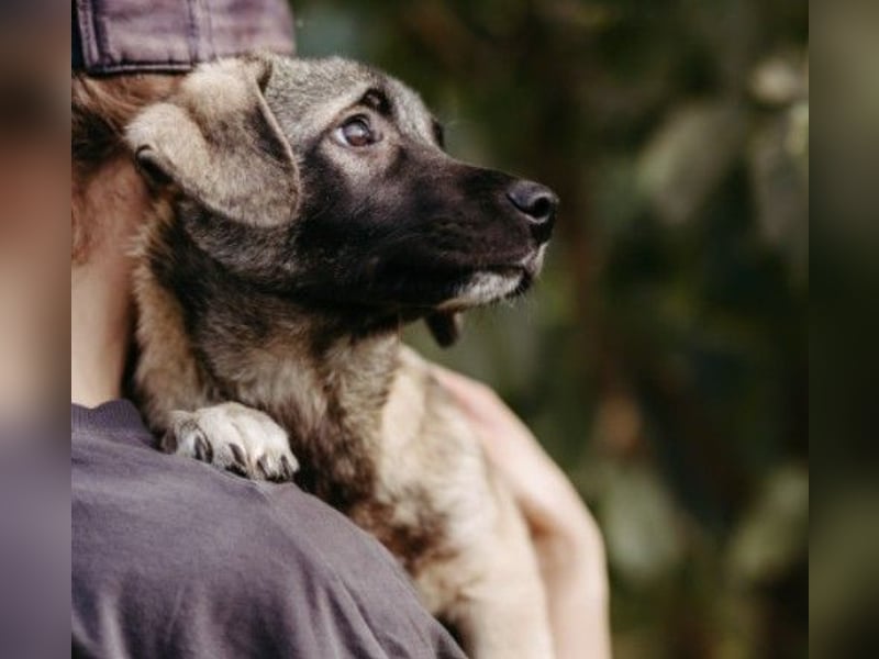 Unai süßer Junghund