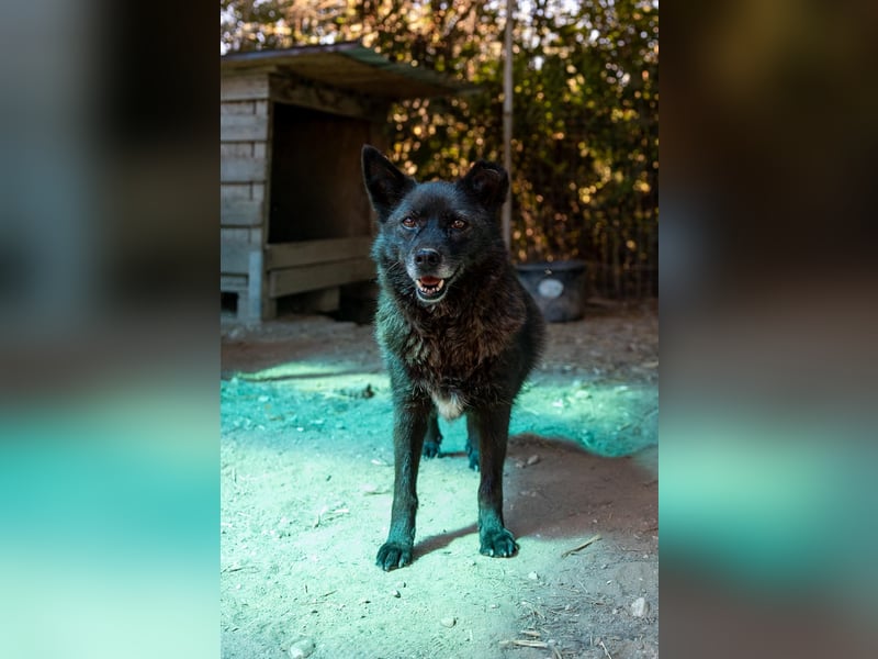 CARRIE - zauberhafte Hündin möchte so gern Vertrauen lernen