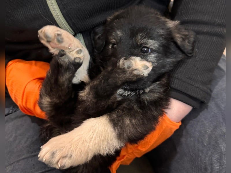 Hilda fröhlich verspielte Maus sucht ihre Menschen