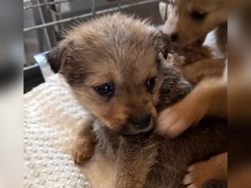 süßer, kleiner Welpe Jason