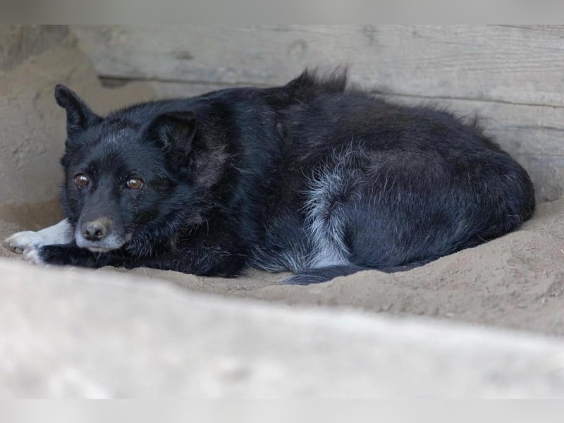 Lara - ängstlich & schüchtern