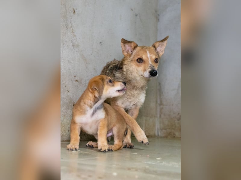 Ira - sanfte Maus sucht ihr Haus