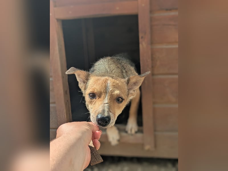 Ira - sanfte Maus sucht ihr Haus