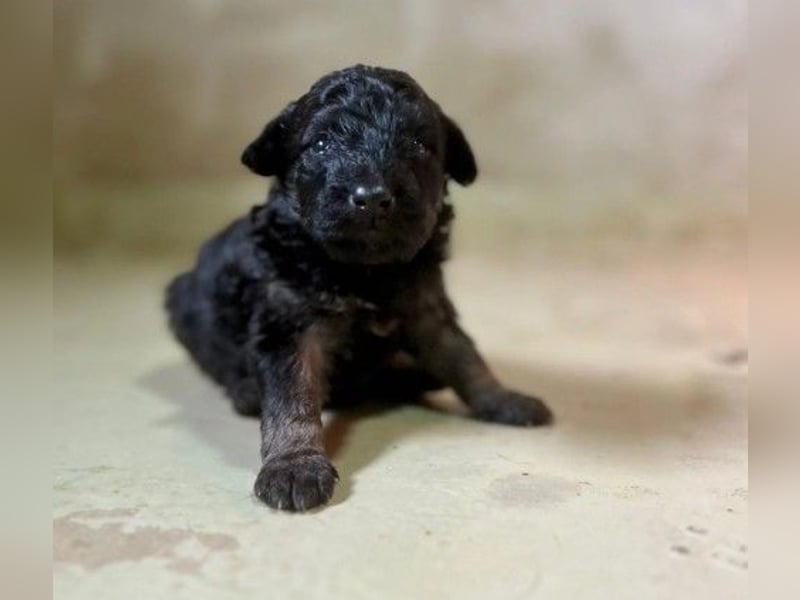 Bohne wartet auf ihre Herzensmenschen die ihr die Welt zeigen